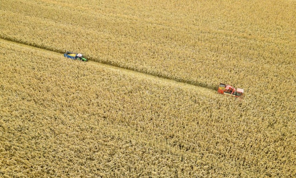 Autumn harvest in Heilongjiang, NE China