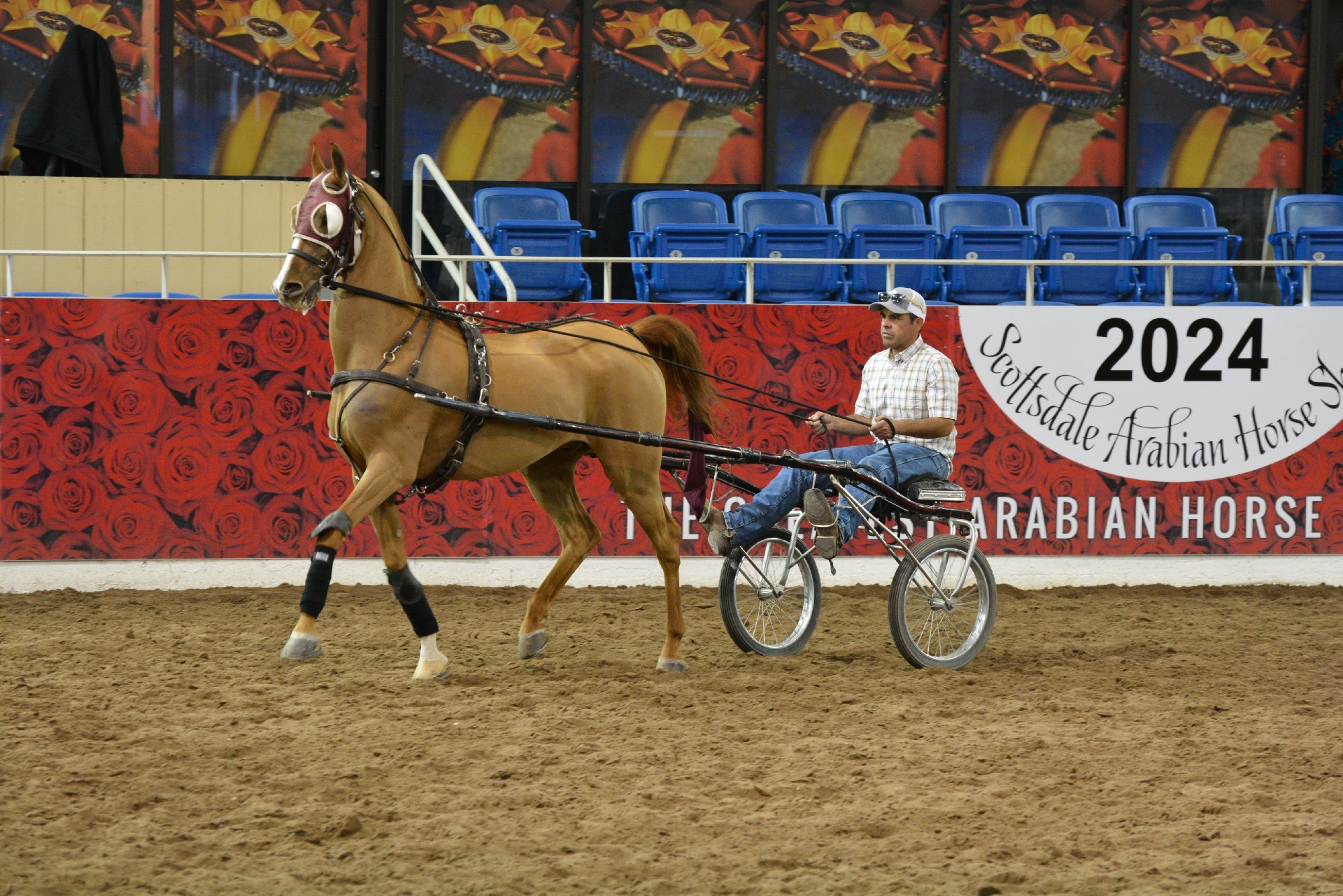 第69届斯科茨代尔阿拉伯马展在亚利桑那举行-亚省侨报, image size:1920x1281