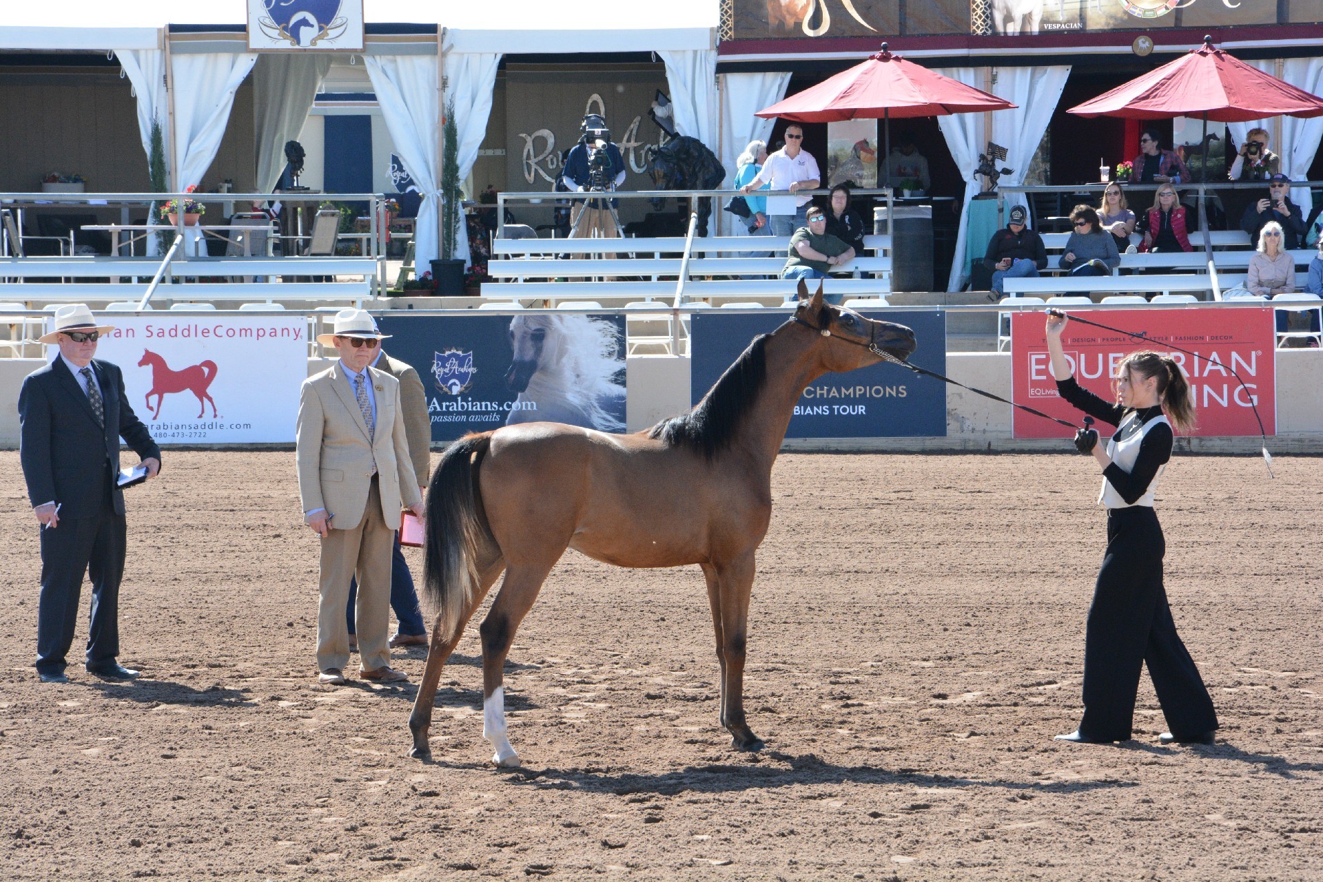 第69届斯科茨代尔阿拉伯马展在亚利桑那举行-亚省侨报, image size:1920x1281