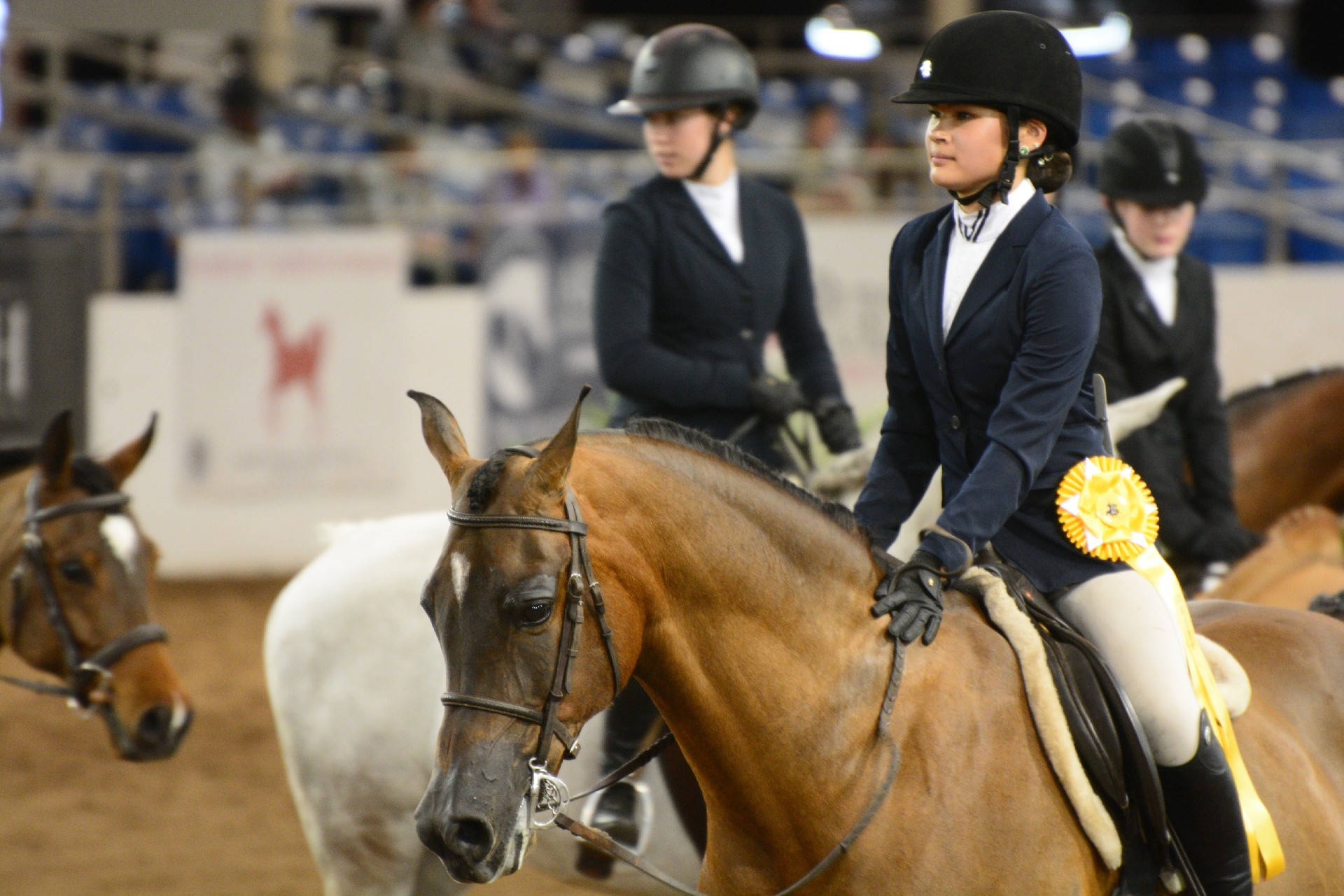 第69届斯科茨代尔阿拉伯马展在亚利桑那举行-亚省侨报, image size:1920x1281